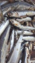 Sardine fishes with silver scales and tales  and black eyes Royalty Free Stock Photo