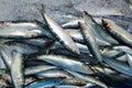 Sardine fresh fish seafood on ice sea market Royalty Free Stock Photo