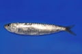 Sardine isolated on blue Royalty Free Stock Photo