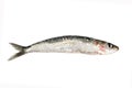 Sardine isolated on white Royalty Free Stock Photo