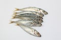 Sardine pilchard herring Fish