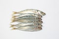 Sardine pilchard herring Fish