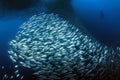 Sardine Run in Moalboal Royalty Free Stock Photo