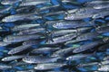 Shoal of Sardines, sardinops sagax