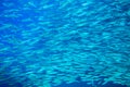 Sardine school closeup in blue water. Seafish underwater photo. Pelagic fish colony carousel in seawater