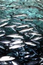 Sardine shoal