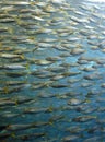 Sardine shoal