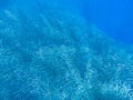 Sardine shoal in blue sea water. Massive fish school underwater photo. Pelagic fish swimming in seawater