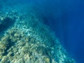 Sardine shoal and coral reef wall in open sea water. Massive fish school underwater photo. Pelagic fish school swimming