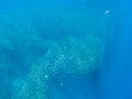 Sardine shoal in open sea water. Massive fish school underwater photo. Pelagic fish carousel swimming in seawater