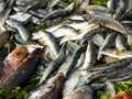 Sardines Royalty Free Stock Photo