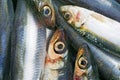 Sardines 3