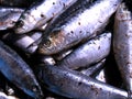 Sardines