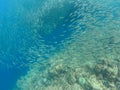 Sardines colony in blue ocean water. Massive fish school undersea photo. Royalty Free Stock Photo