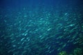 Sardines colony in deep blue ocean. Massive fish school undersea photo.