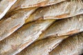 Sardines fish in can in oil closeup