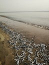 Sardines fish died on the beach