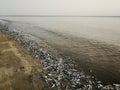 Sardines fish died on the beach