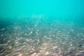 Large shoal of small gray fish underwater in the sea. Background of a large number of marine fish Royalty Free Stock Photo