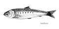 Sardines fish hand drawn realistic illustration Royalty Free Stock Photo