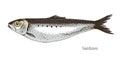 Sardines fish hand drawn realistic illustration Royalty Free Stock Photo