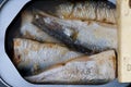 Sardines Overhead Royalty Free Stock Photo