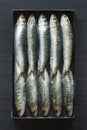 Sardines Packed Tightly Into Tin Royalty Free Stock Photo