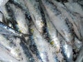 Sardines in salt Royalty Free Stock Photo
