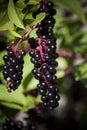 Sardinia.Blackcurrants Royalty Free Stock Photo