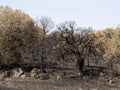 Sardinia burned fire trees