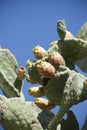 Sardinia. Cactus pear Royalty Free Stock Photo