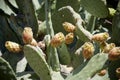 Sardinia. Cactus prickly Royalty Free Stock Photo