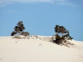 Italy, Sardinia, Carbonia Iglesias, Porto Pino, the dunes beach Royalty Free Stock Photo