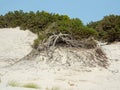 Italy, Sardinia, Carbonia Iglesias, Porto Pino, the dunes beach Royalty Free Stock Photo