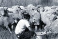 SARDINIA, ITALY, 1970 - A Sardinian shepherd takes care of the sheep of his flock that rush Royalty Free Stock Photo