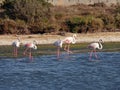 Italy, Sardinia, the pond of Porto Pino, flamingos
