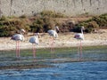 Italy, Sardinia, the pond of Porto Pino, flamingos