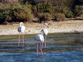 Italy, Sardinia, the pond of Porto Pino, flamingos