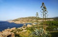 Sardinia shore and agave