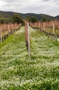 Sardinia. Sulcis. Agriculture Royalty Free Stock Photo