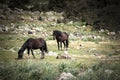 Sardinia. Wild horses Royalty Free Stock Photo