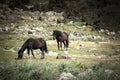 Sardinia. Wild horses