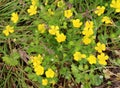 Sardinian buttercup (Ranunculus sardous) grows in nature Royalty Free Stock Photo