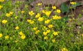 Sardinian buttercup (Ranunculus sardous) grows in nature Royalty Free Stock Photo