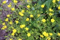 Sardinian buttercup (Ranunculus sardous) grows in nature Royalty Free Stock Photo