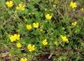 Sardinian buttercup (Ranunculus sardous) grows in nature Royalty Free Stock Photo