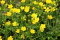 Sardinian buttercup (Ranunculus sardous) grows in nature Royalty Free Stock Photo
