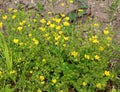 Sardinian buttercup (Ranunculus sardous) grows in nature Royalty Free Stock Photo