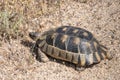 Sardinian Marginated Tortoise (Testudo marginata) Royalty Free Stock Photo