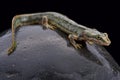 Sardinian mountain newt (Euproctus platycephalus)